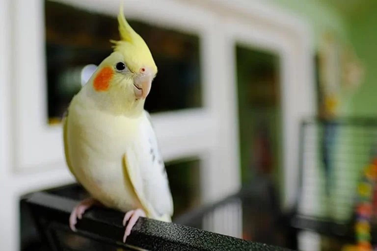 Lutino Sultan Papağanı