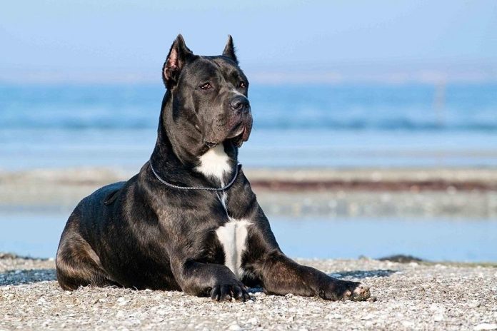 cane-corso-kopek-irki-ozellikleri-karakteri-bakimi-ve-beslenmesi