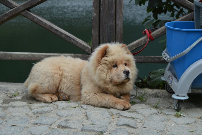 chow-chow