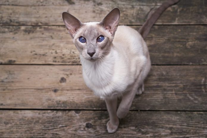 siamese oriental cat with blue eye