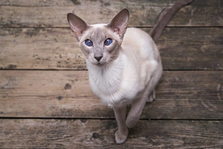 Oriental Bicolor 