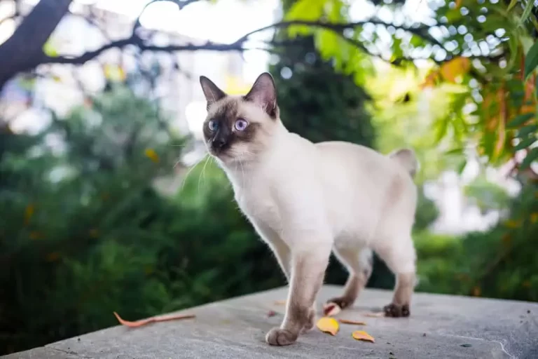 Mekong Bobtail 