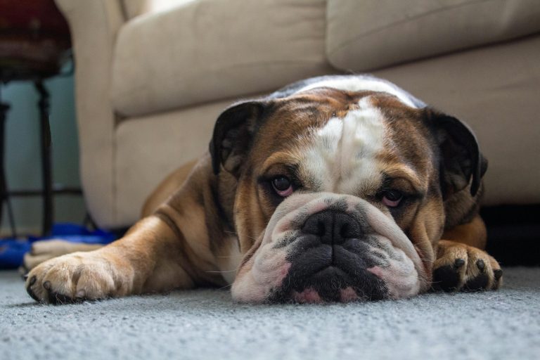 İngiliz Bulldog