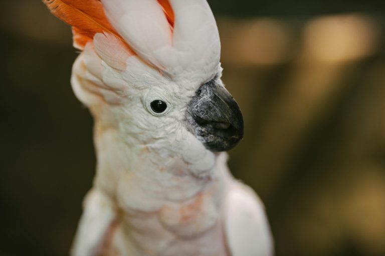 Kakadu Papağanı
