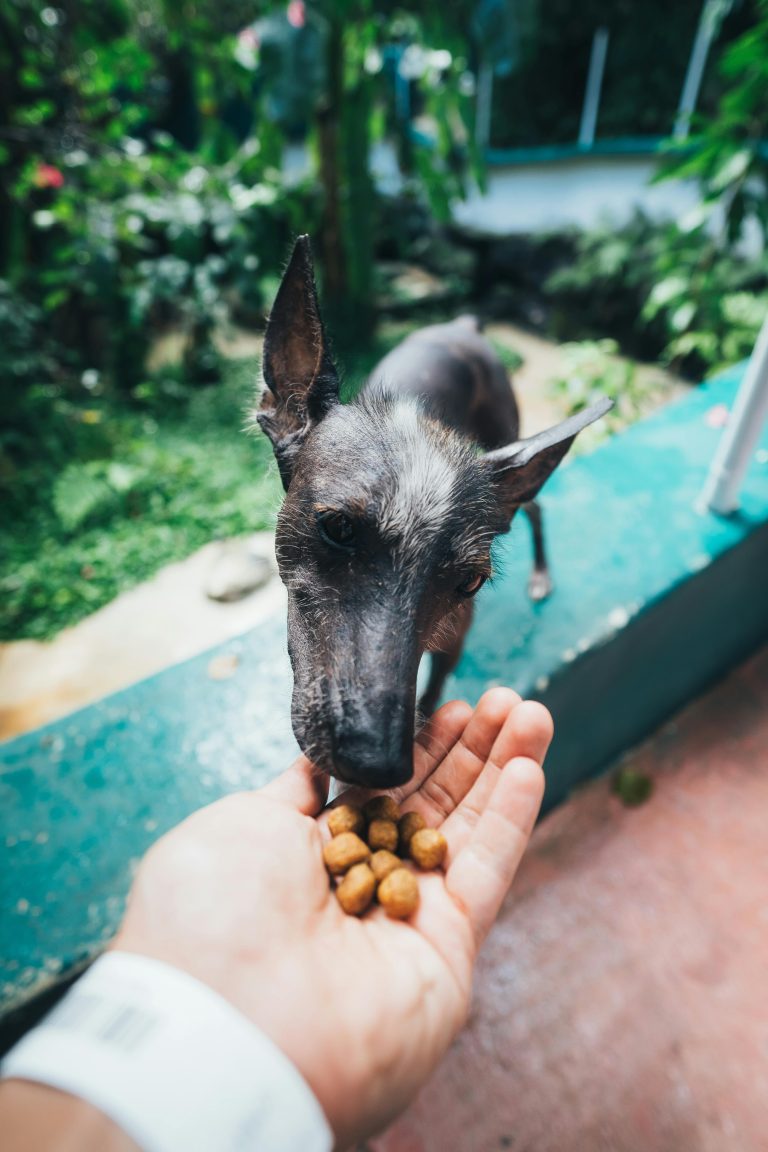 Tahılsız Köpek Mamalarının Avantajları ve Kullanım Nedenleri