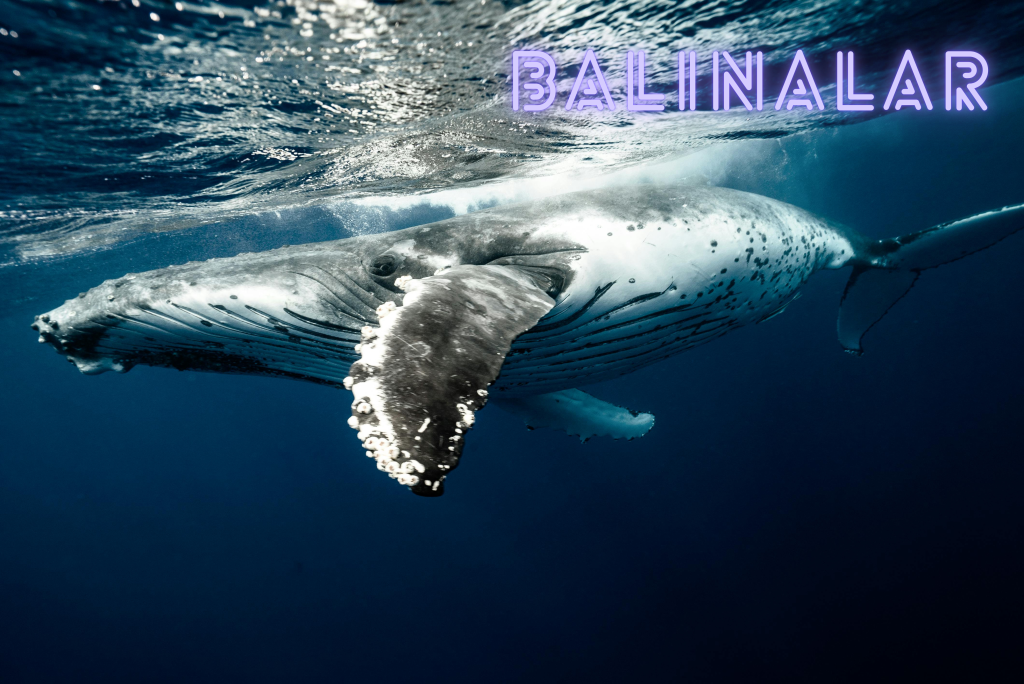 balinalar
