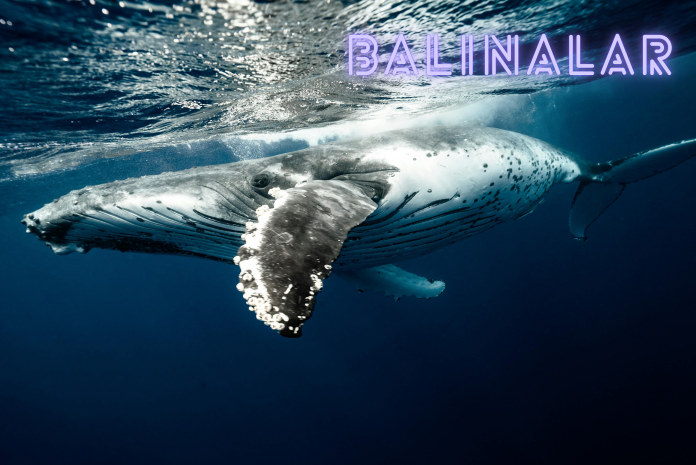 balinalar