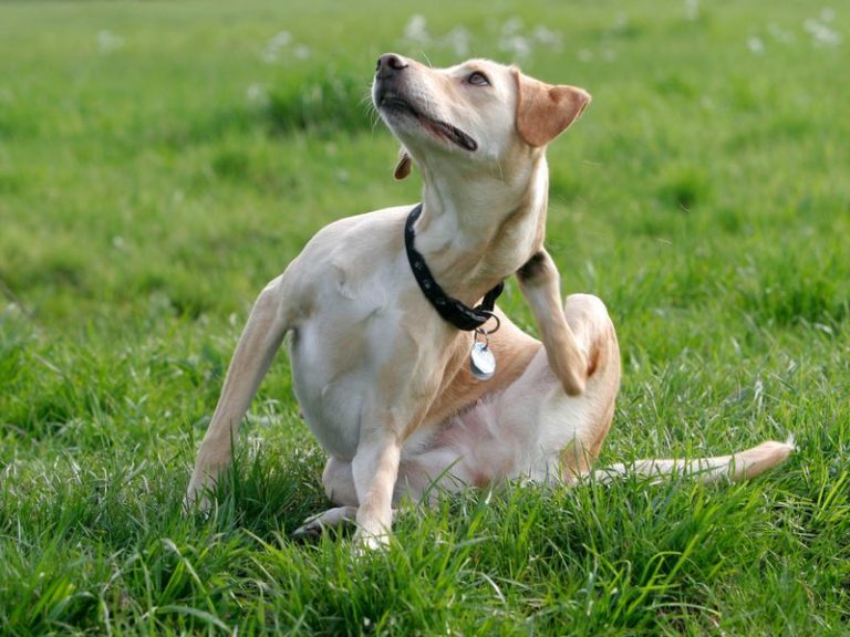 Köpekler Pire ve Kene Gibi Dış Parazitlerden Nasıl Korunur?