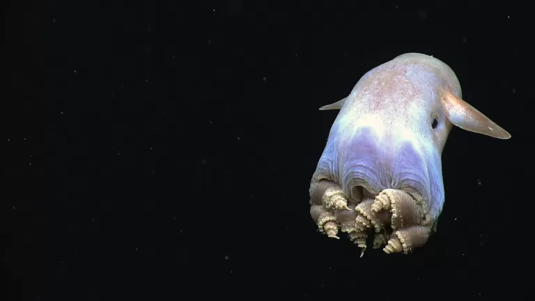 dumbo ahtapotu