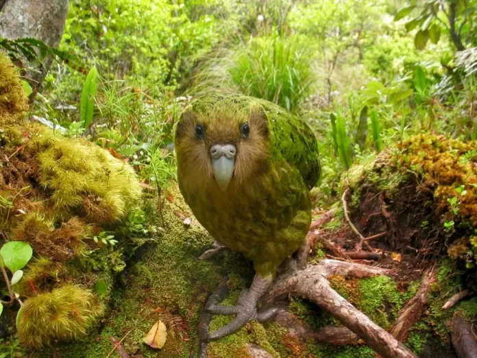 Kakapo-kusu