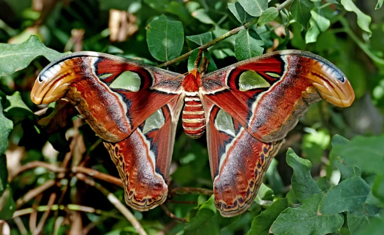 atlas güvesi