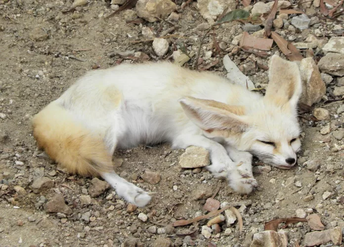 fennec-tilkisi fennec tilkisi
