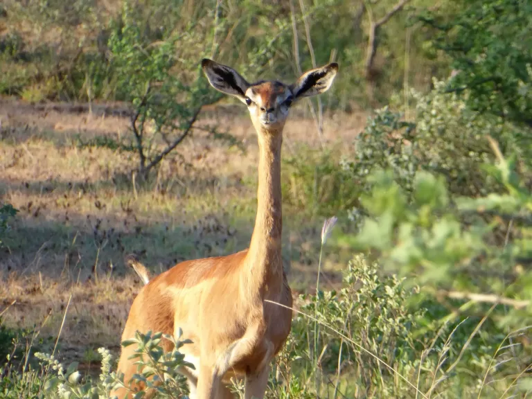 gerenuk minyatür zürafa