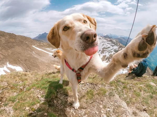 kedi köpek tatilde veteriner