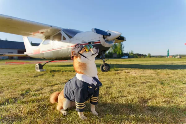 kedi köpek uçak yolculuk