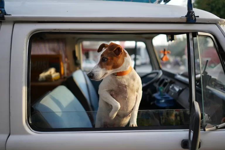Köpeklerle Uzun Yolculuk: Güvenlik, Konfor ve Stres Azaltma İpuçları